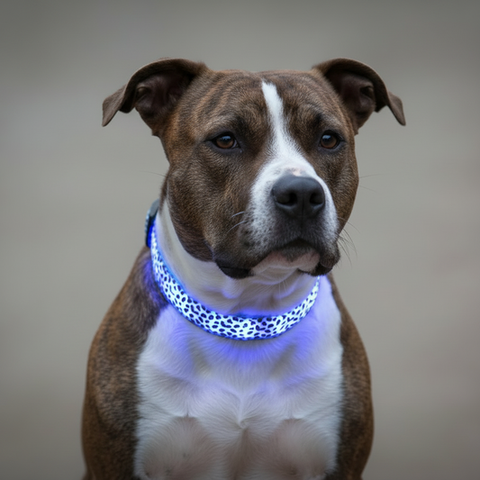 Petity LED Dog Collar Safety Rechargeable Adjustable Nylon Collar for Small & Medium Dogs